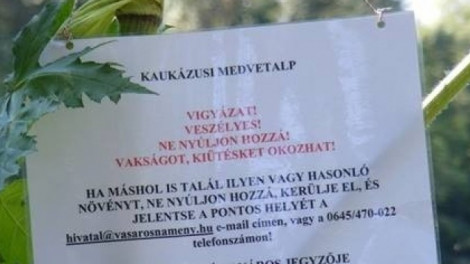 Új mérgező növény terjed hazánkban