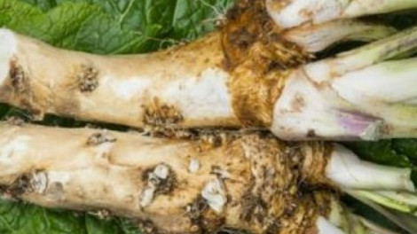 20 százalékkal növeli a zsírégetést, javítja a hallást és a látást