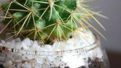 Nem találnád ki, hogy miért kell kaktuszt tenni a hálószobádba