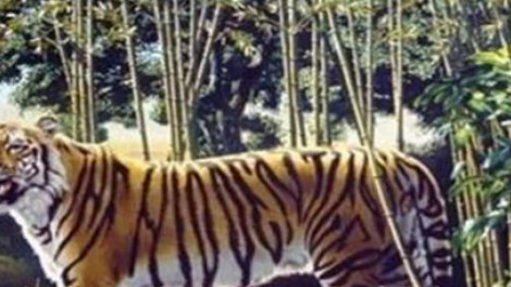 A feladat egyszerűnek tűnik, de nem az: találd meg a második tigrist a képen!