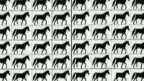 Ha jó a szemed, észreveszed a 3 lábú lovakat! Hányan vannak?