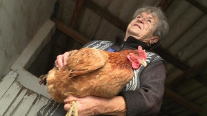 Egy igazi csodatyúk! Nézd meg, miket tojt!