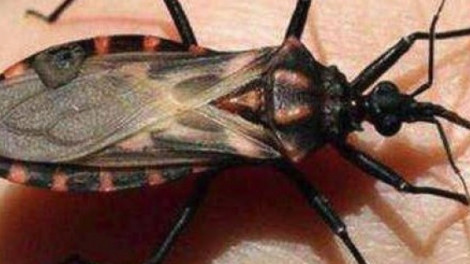 Rendkívül veszélyes rovar jelent meg hazánkban! Ha ilyet látsz, menj olyan messze, amennyire csak tudsz.