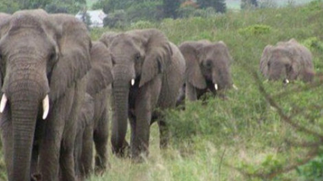 Ki tudja ezt megmagyarázni? 31 elefánt jött meggyászolni a férfit.