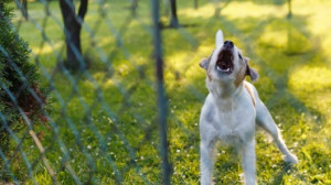 A szomszéd kutya ugatása miatt nyert közel 2 milliárdot!