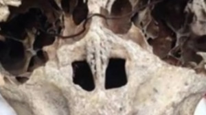 Egyelőre csak találgatják milyen lény koponyájára bukkantak Dél-Oroszországban