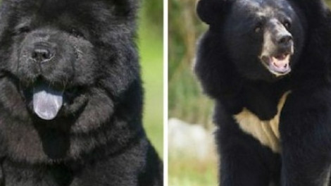 ELKÉPESZTŐ történet! Két év után jött rá, hogy a kutyái valójában medvék!