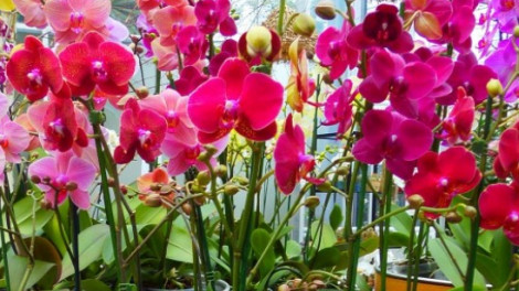 Az orchidea kedvelők Mekkája! Ezt a helyet látni kell! 