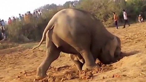 Az elefántmama 11 órán keresztül ássa a gödröt
