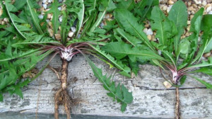 Ennek a közismert növénynek a gyökere hatékonyabb a kemoterápiánál