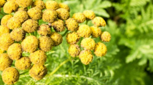 Egy növény, ami szó szerint szétroncsolja a rákos sejteket!