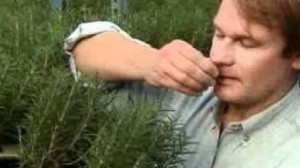 Ennek a fűszernövénynek a szagolgatása 75%-kal javíthatja a memóriádat!