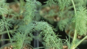 Kevesen tudják, hogy ez a növény az egyik legerősebb természetes inzulin