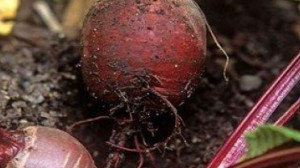 Így edd a céklát, hogy megtisztítsa a májat, és nyugodt alvást biztosítson