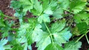 A legjobb vízhajtó ital egy közönséges konyhakerti növényből