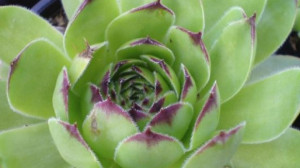 Használd ki a kövirózsa gyógyerejét! Egész évben hozzáférhető