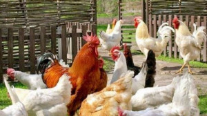 Ezt tanítsd meg a gyerekednek, unokádnak!