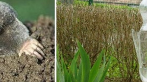 Bevált vakondriasztó módszer! Érdemes kipróbálni!