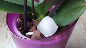 ORCHIDEA KEDVELŐK FIGYELMÉBE: Miért tegyél jégkockát az orchideád földjére