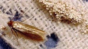 10 módszer, amivel könnyen megszabadulhatsz a molyoktól