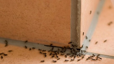 5 tipp, hogyan űzheted el a lakásból a hangyákat