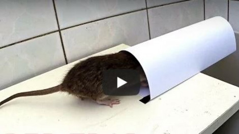 Egy kartonlapból készített pofonegyszerű csapdával megszabadulhatsz az egerektől, patkányoktól
