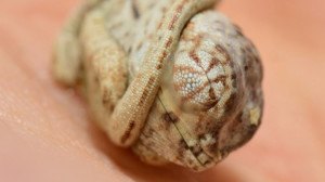 Nem vette észre, hogy kikelt!