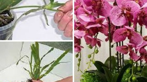 Szaporítsd saját kezűleg az orchideát!