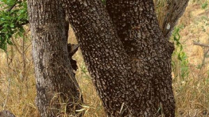 NYOMJ EGY LÁJKOT, HA ÉSZREVESZED AZ ÁLLATOT!