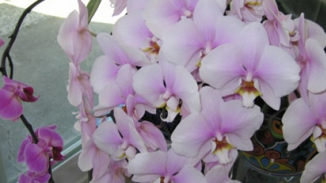 Akár 20 virág egyszerre egy orchideán! Van egy speciális fürdő recepet!