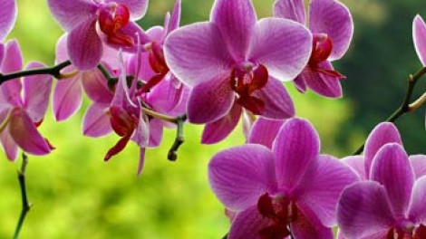 Nem mindegy mivel öntözöd az orchideát! A friss csapvíz nem jó!