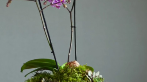 Orchidea virágtál egyszerű eszközökkel (+videó)