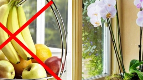 Az orchidea közelében soha ne legyen gyümölcs!