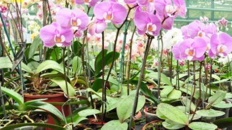 Ősszel és télen is jól érezheti magát az orchideád!